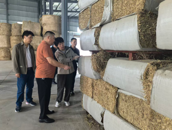 岳陽市政協人資環委赴時瑞來公司調研農作物秸稈綜合利用與禁燒管控工作